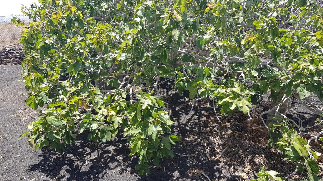 Finca Relax, Sea View, Oasis Vasiliko, La Asomada 蒂亚斯 外观 照片